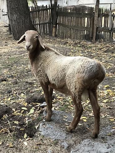Продам с/х животных: Продаю | Баран (самец) | Для разведения | Племенные — 3