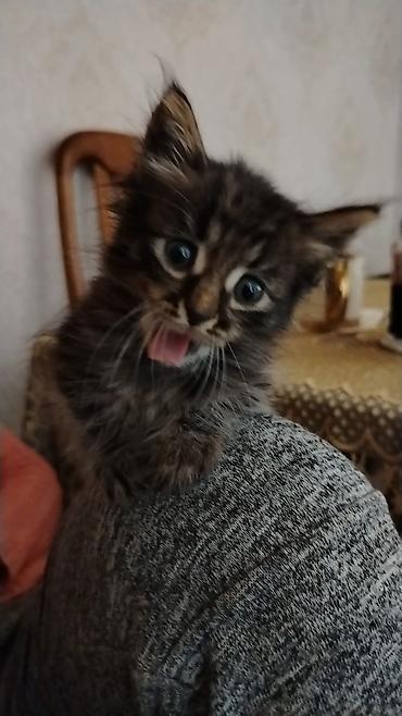 Pişiklər: Türk anqora, Erkək, Dişi, Yaxşı əllərə, Pulsuz çatdırılma — 12