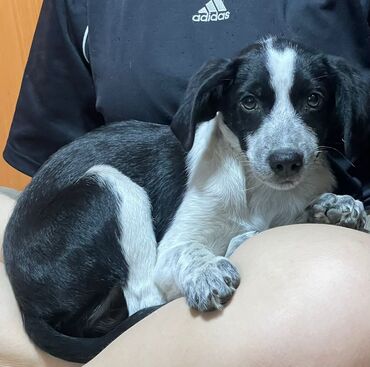 восточная ориентальная кошка: 3 месяца, Самка, С прививкой