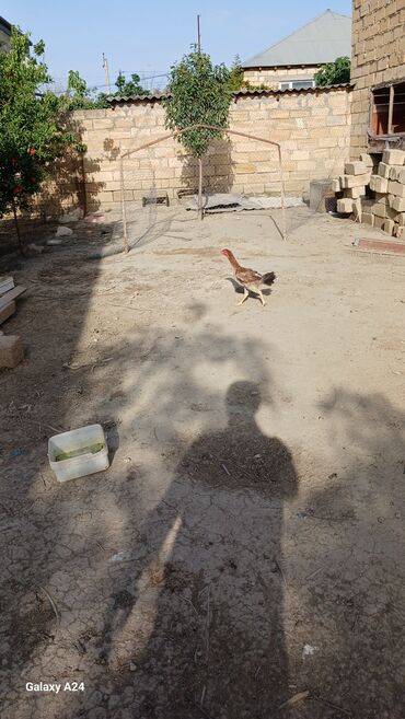 Xoruzlar: Cins: Uzunboyun yerli döyüş tipli toyuq-quş (xanxır/mix) Təsvir: - — 4