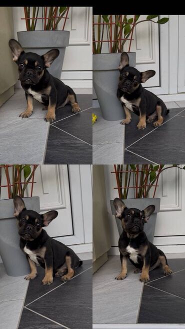 Psi: Na prodaju prelep black & tan muzjak francuskog buldoga 3,5 meseca