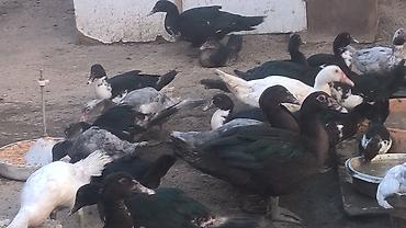 fermer təsərrufatı: Dişi, | Lal ördək, Damazlıq — 1