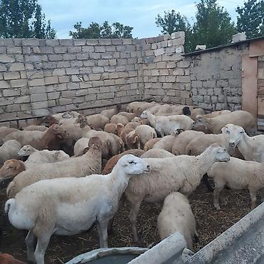 dorado balığı qiyməti: Qoyun sürüsü – damazlıq - Toplu şəkildə satılır 30 ana qoyun 4 Qoç — 2
