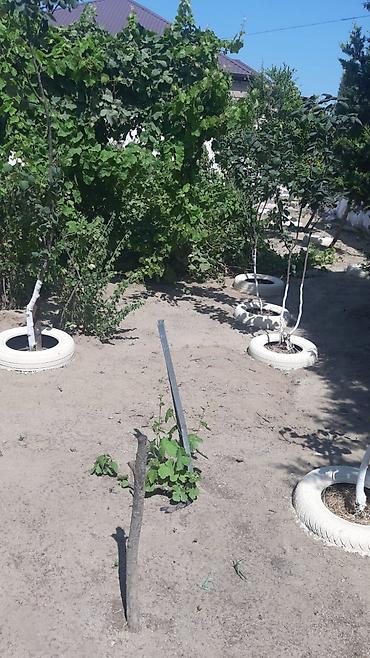 ev ve bag: Pirşağı qəs. 4 otaqlı, 140 kv. m, Yeni təmirli — 2