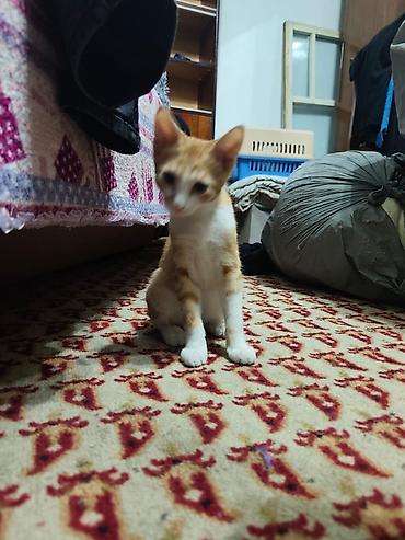 Мышыктар: КОТЁНОК МАЛЬЧИК 2,5 МЕСЯЦА. Милый рыжебелый котёнок с короткой — 3