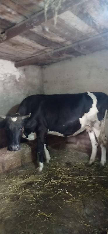 cins ineklerin satisi: 3 qarına 8 aylıq boğaz ivanovka satılır unvan bine savxoz razılaşma — 1