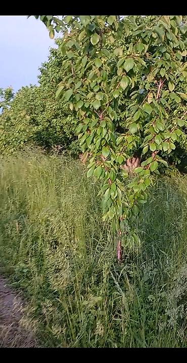 4 otaqli evlər: 2000 sot, Kənd təsərrüfatı, Maklerlər narahat etməsin, Kupça (Çıxarış) — 7