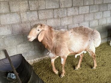 Бараны, овцы: Продаю | Баран (самец) | Арашан, Полукровка | Для разведения | Племенные, Осеменитель — 6