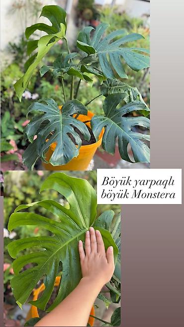 turac quşu qiyməti: Monstera qiymət 20-25-35-45azn. Ünvan Şamaxinka. Burdan götürə — 2