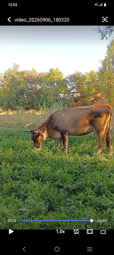Продам с/х животных: Продаю | Корова (самка) | Швицкая | Для молока | Стельные — 1