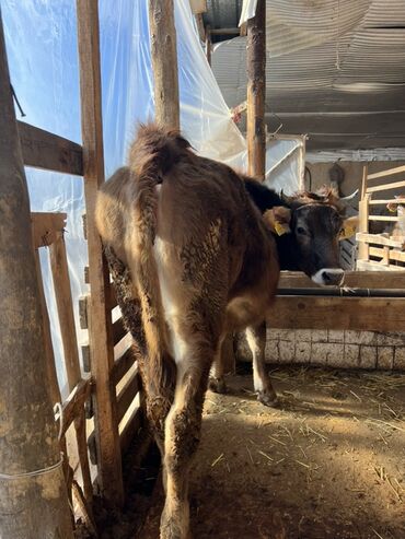 Коровы, быки: Продаю | Корова (самка) | Полукровка | На откорм | Привязанные — 3