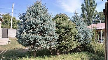 растение денежное дерево: Ели голубые (ели колючие, Picea pungens Glauca) — взрослые — 3