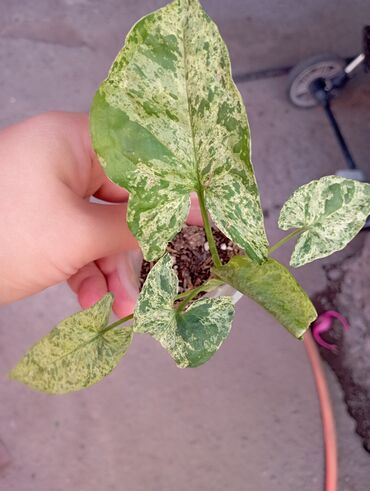 Комнатные розы: Продаю цветы все цены разные, находится в Кара Балте — 3