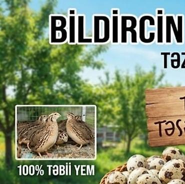 qaşqaldaq əti: Məhsul: Bildirçin yumurtası və bildirçinlər - 100% təbii yemlə — 1