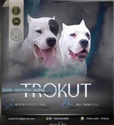dinara kontakt: Dogo Argentino, štenci Dostupni štenci Dogo Argentino, posedujemo