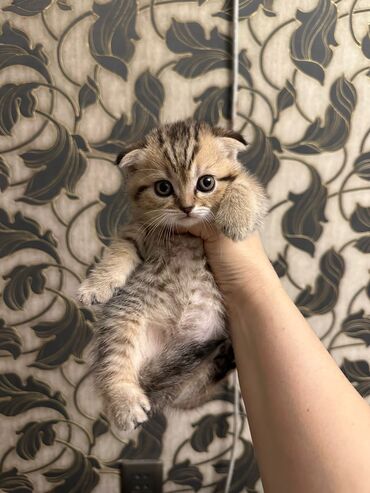 Pişiklər: Şotland yastı qulaq — 2