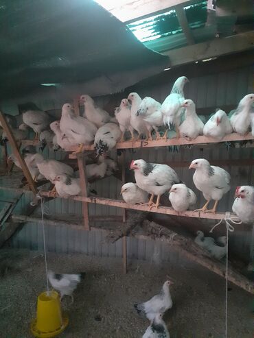 птице ферма: Серебристый адлерский цеплята 
продётся 2 месячный цена договорная
