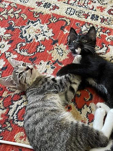 1 мальчик 2 котёнка: Отдам котят в добрые руки Два черных Мальчика Один серый мальчик одна — 2