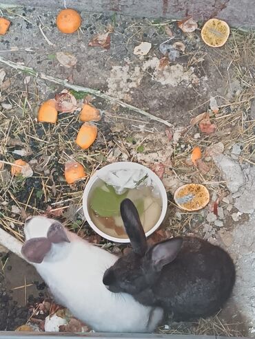 QAZ: Qara və ağ rəngli iki dovşan satılır. Dovşanlar sağlam və aktivdir