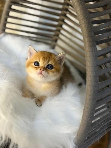 Pişiklər: Britan — 8