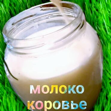 верблюжье сухое молоко: Коровье молоко