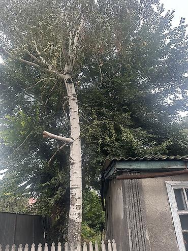 лето в пионерском лагере: Бак кыйганы отун аралап жыйнаганга 2 адам керек — 1