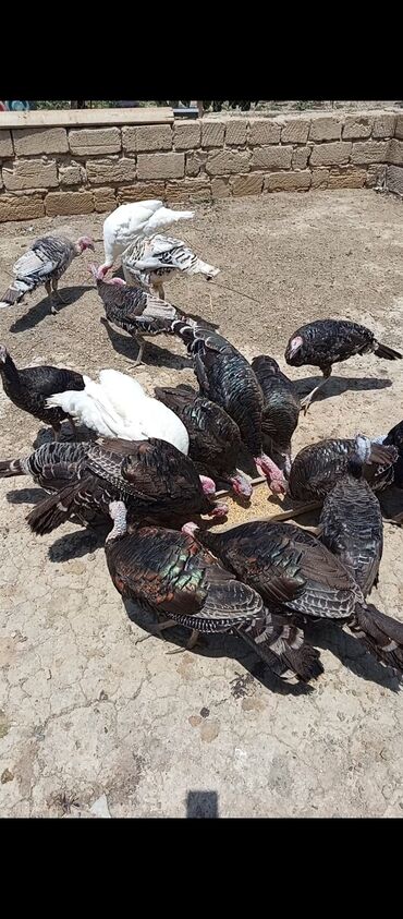 deve quşu: Hinduşkalar satılır qiymət 45 dişi 50 manat erkəylər real alıcıya