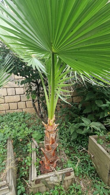 Ağaclar: Vaşınqton palma ağacları satılır qiymətlər palmaya görə dəyişir 10 -da lalafo.az — 11 Ağaclar: Vaşınqton palma ağacları satılır qiymətlər palmaya görə dəyişir 10 — 11