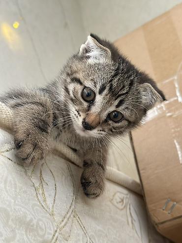 Продажа кошек: Можно забронировать котят😻😽♥️ Возраст 2 месяца🥰 еще сосут мамку — 7