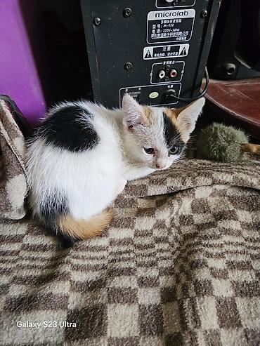 Мышыктар: Котята от домашней кошки - Помёт из трёх котят: два рыже-белых и один — 5