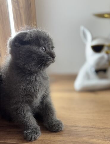 продажа вислоухих шотландских котят: Скотиш Фолд (Шотландиялык шалпаң кулак), 1 айлык, Ургаачы, Боз, Лотокко барууга үйрөтүлгөн, Курттардан тазаланган