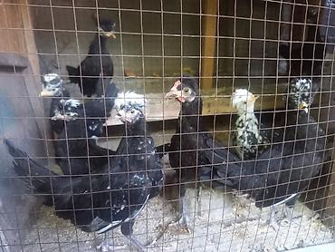 яйца брама: СРОЧНО продается молодые чубатые куры — 2