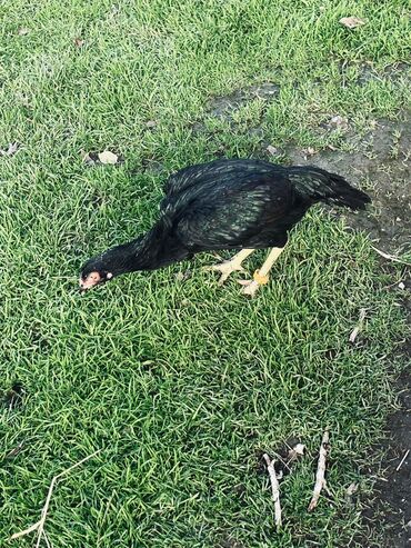 Cücələr: Toyuq cücələri, Damazlıq — 7