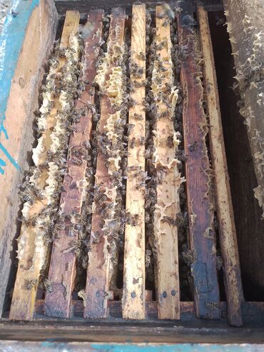 товар из китая: Продаётся Карпатский пчёлы семьия зимовалый 5-6рамочный 5000сом пчёлы