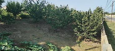 Torpaq sahələrinin satışı: 10 sot, Kənd təsərrüfatı, Mülkiyyətçi, Kupça (Çıxarış) — 11