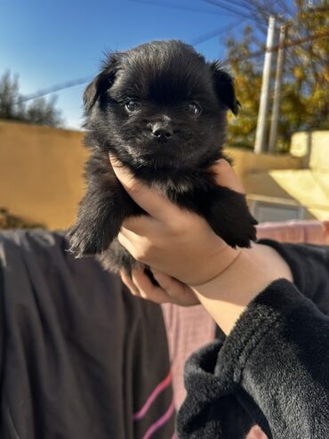 İtlər: Şpitz — 8