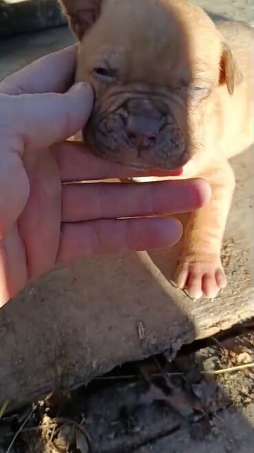 İtlər: Pitbul, 1 ay, Erkek, Peyvəndli, Pulsuz çatdırılma — 4