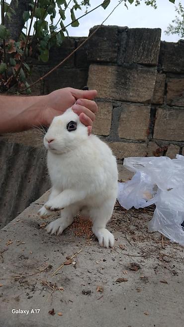 oranda balığı: Satılır real alıcı ilə razılaşmaq olar hamsi satılır ! — 10