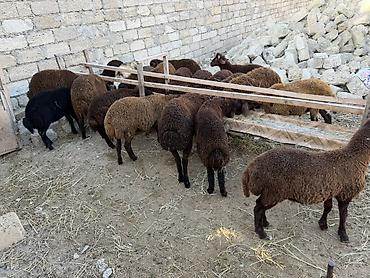 at satisi qiymetleri: Salam aleyküm 23 baş quzdu 6 dışı 17 erken kom 320 m tek tek 280 dan — 10