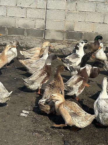 Другие животные: Утки молодые крупные 
Домашние — 6