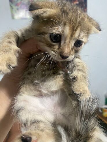 скотиш фолд шотланская вислоухая 1 месяц деврчка серый: Скотиш Фолд (Шотландская вислоухая), 2 месяца, Мальчик, Серый, Приучена к лотку