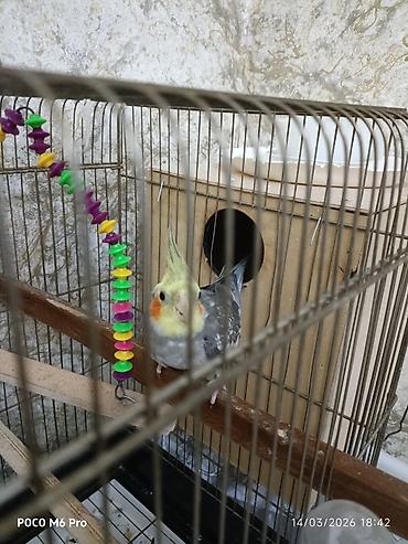Quşlar: 1 eded erkek karella.saglam quwdur isteyen olsa elaqe — 6