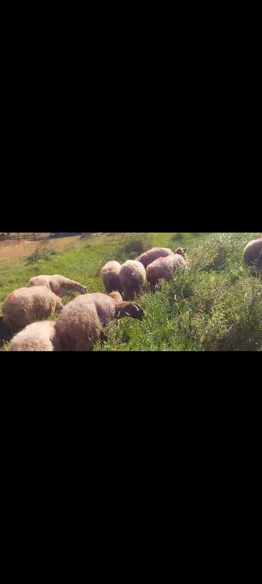 Qoyunlar, qoçlar: Dişi, il: 2, 50 kq, Damazlıq, Ünvandan götürmə — 9