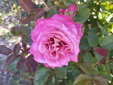 Садовые цветы и кустарники: Садовые розы — срезочные и для посадки Описание: - Разновидности — 18