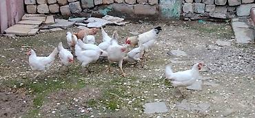 qus yarim tip: 12 ədəd toyuq 2 dənə xoruz satılır yumurtayan toyuqlardı amma hələlik — 2