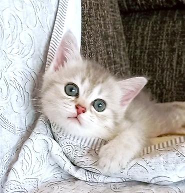 şinşıla: Şinşilla, Dişi, Yaxşı əllərə, Ünvandan götürmə — 1