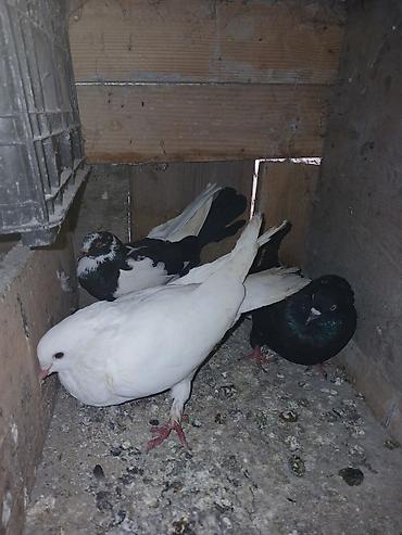 papuqay type 1: Güvercinlər – dekorativ və uçuş cinsləri 3 dene goyercin — 4