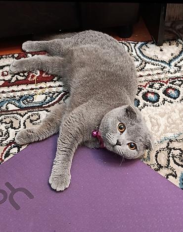 куплю коня: Шотландская вислоухая кошка (Scottish Fold) - Окрас: однотонный серый — 2