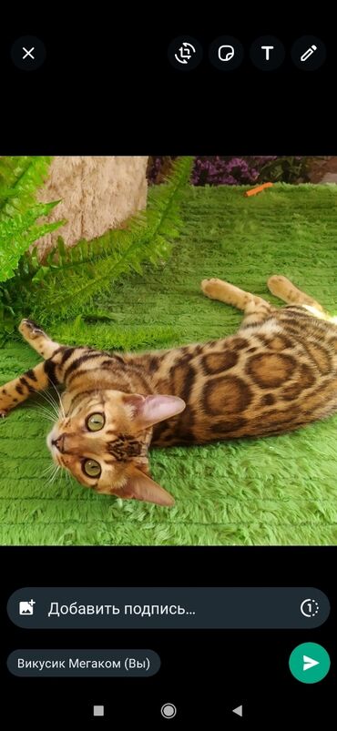 бенгальские кошки цена бишкек: Друзья !! в проф питомнике Бен Гла Мур новые детки .Бенгальские котята