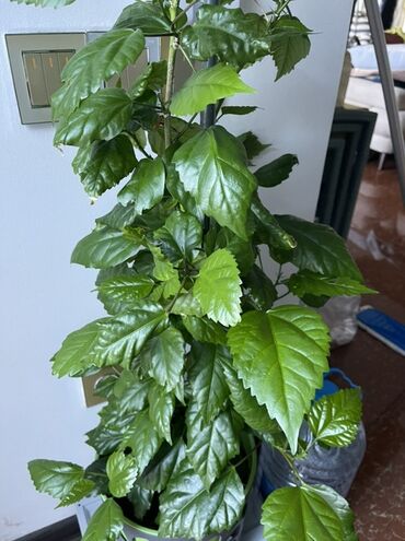 Qida məhsulları: Qapalı məkan üçün dekorativ hibiskus (Çin qızılgülü) bitkisi - Növ